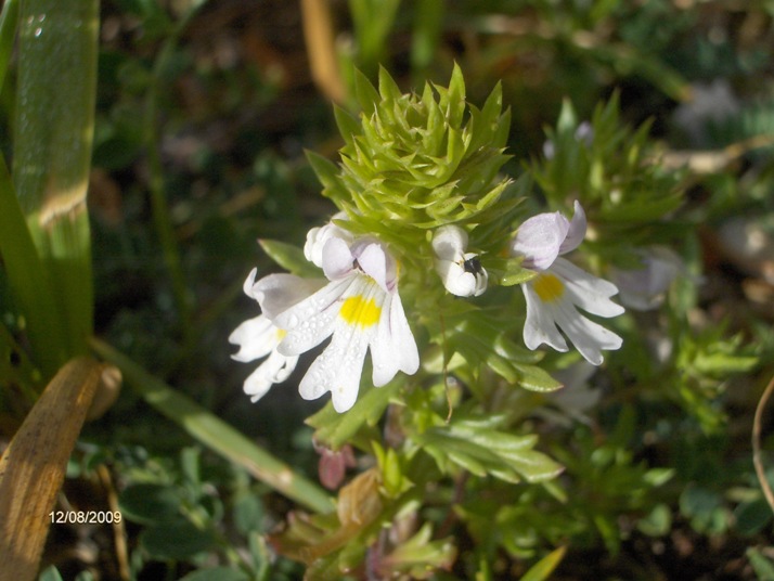 Euphrasia liburnica?